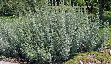 How to remove parasites from bodies with herbs