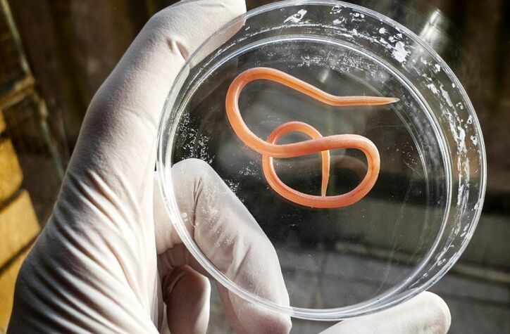Parasite varieties