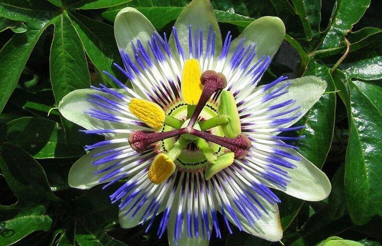 Passionflower helps fight against parasites