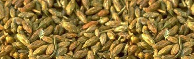 citvara seeds act against parasites