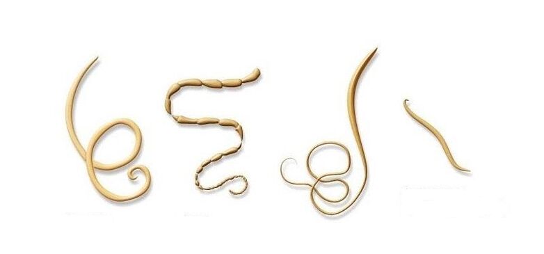 species of parasites in humans