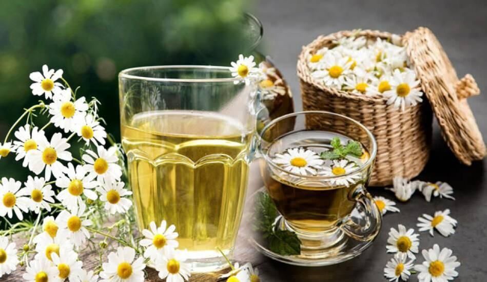 Decoction of chamomile against parasites