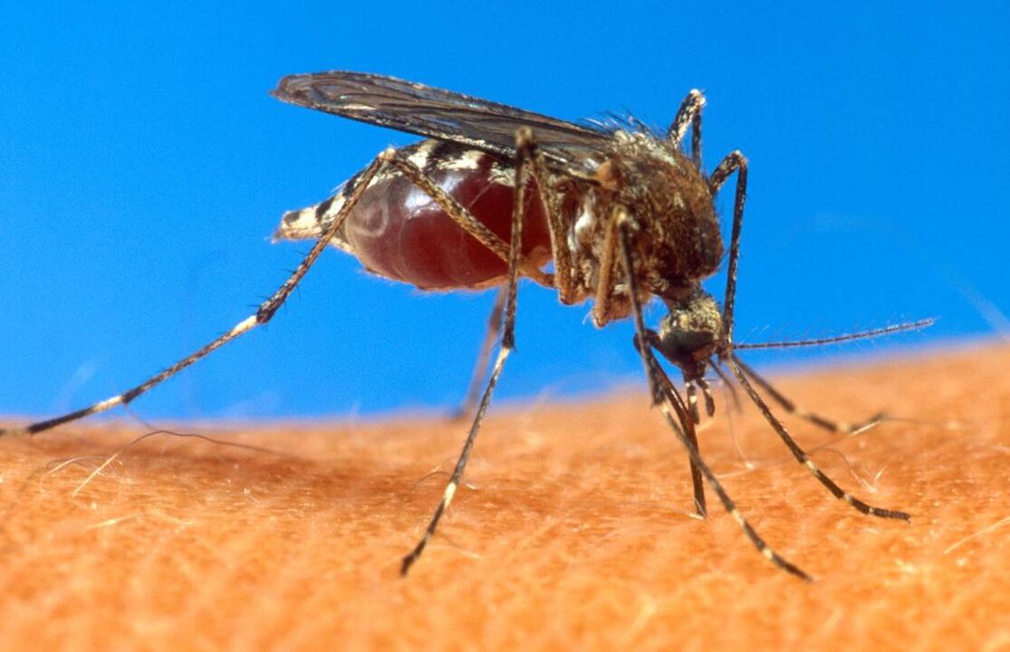 mosquito bite as a route of infection with worms