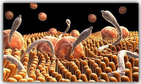 parasites in the body