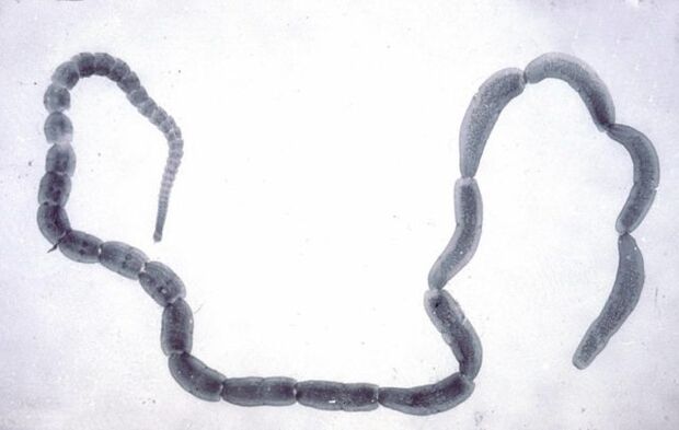 Cucumber tapeworm